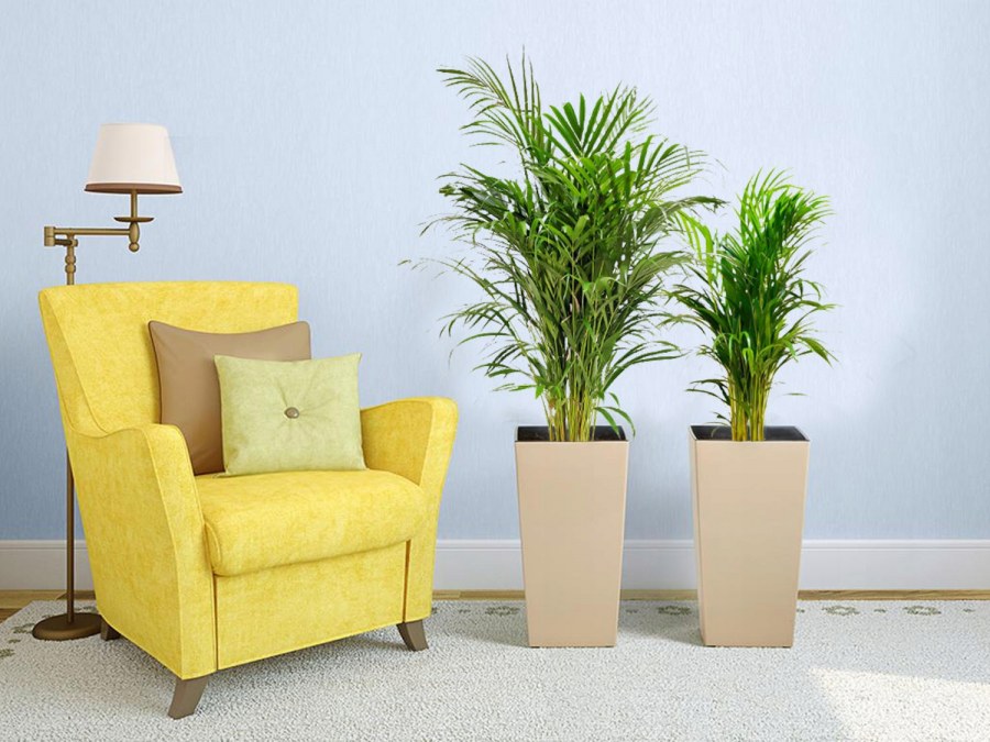 Хризалидокарпус Дипсис