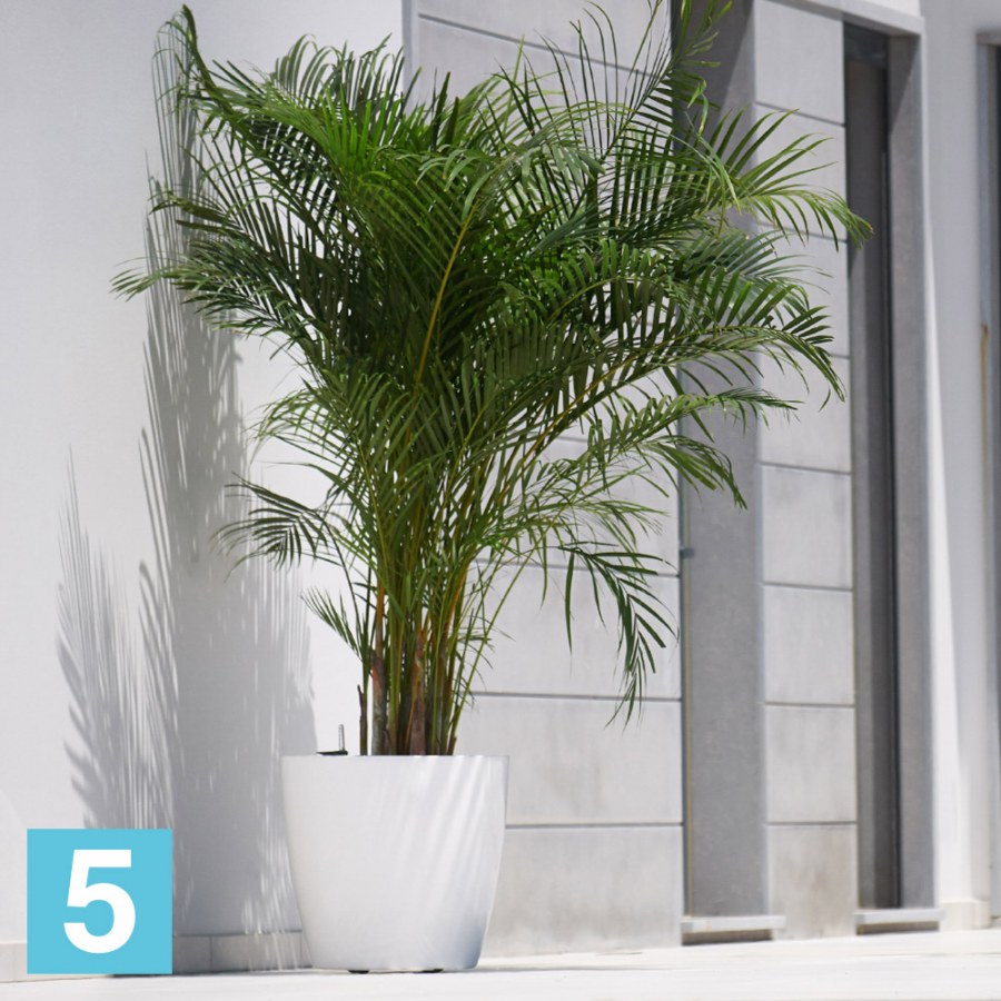 Пальма Арека Парадиз искусственная