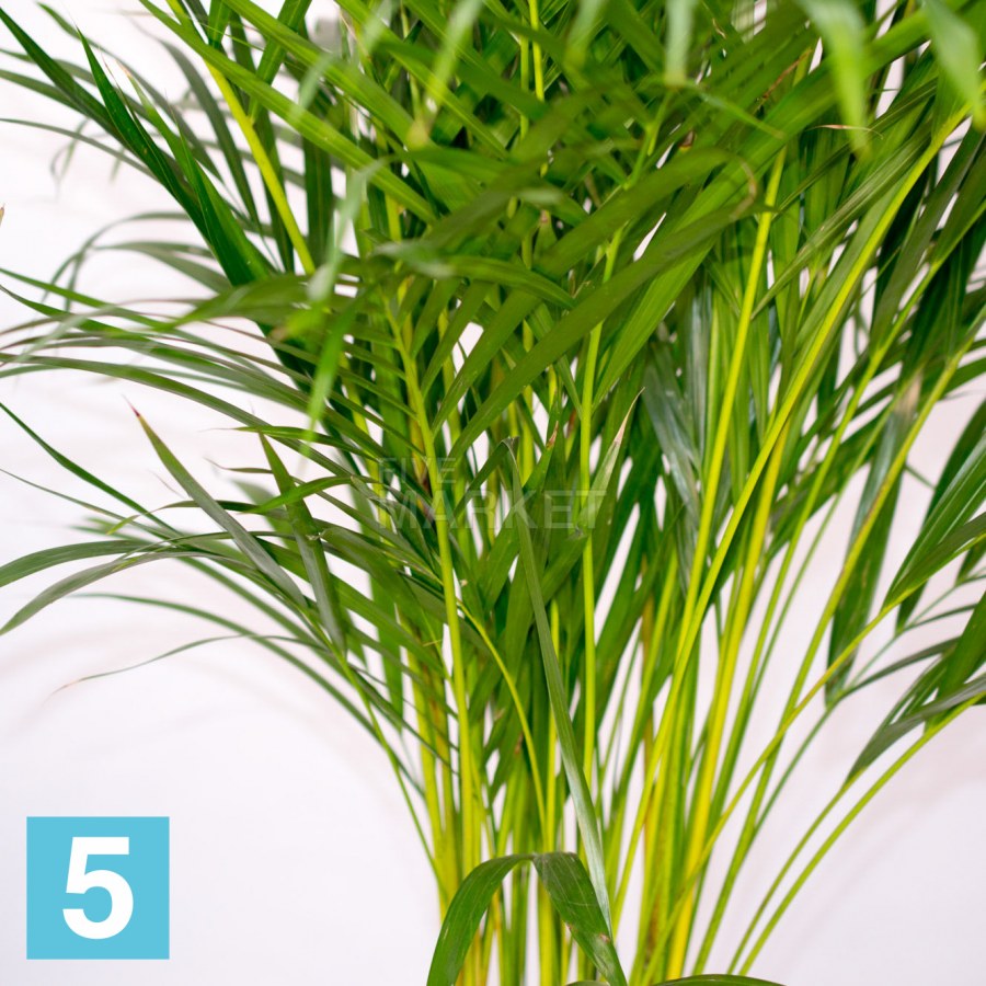 Ховея Хризалидокарпус