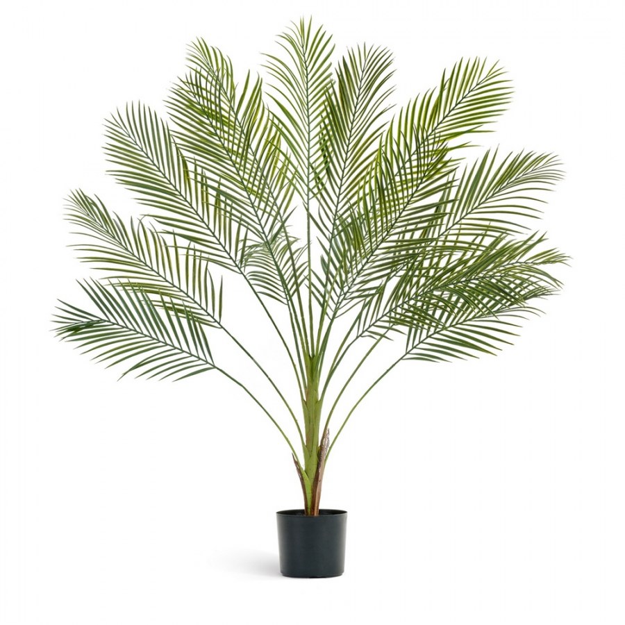 Декоративная Пальма Арека