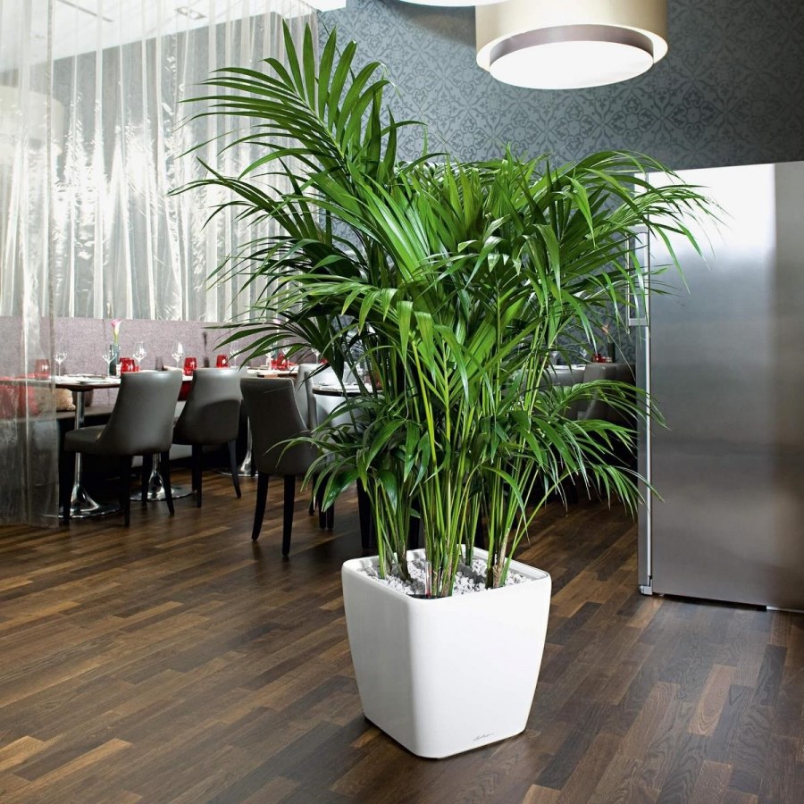 Хризалидокарпус Дипсис