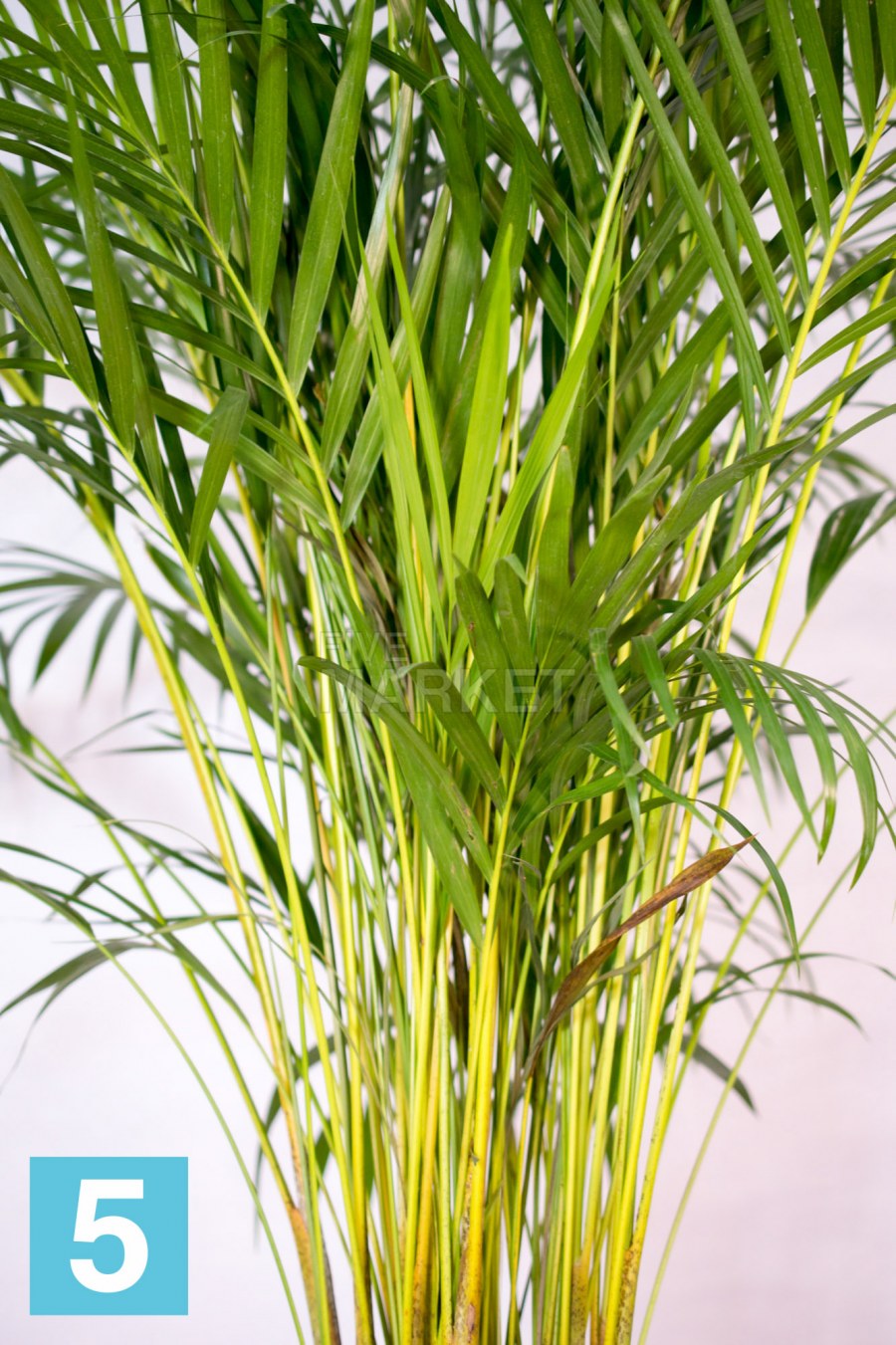 Пальма Арека 003 искусственная