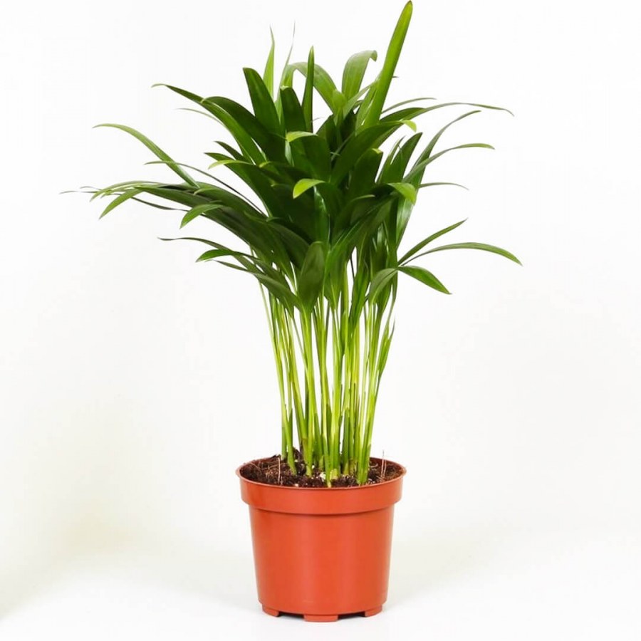 Ховея фото комнатная