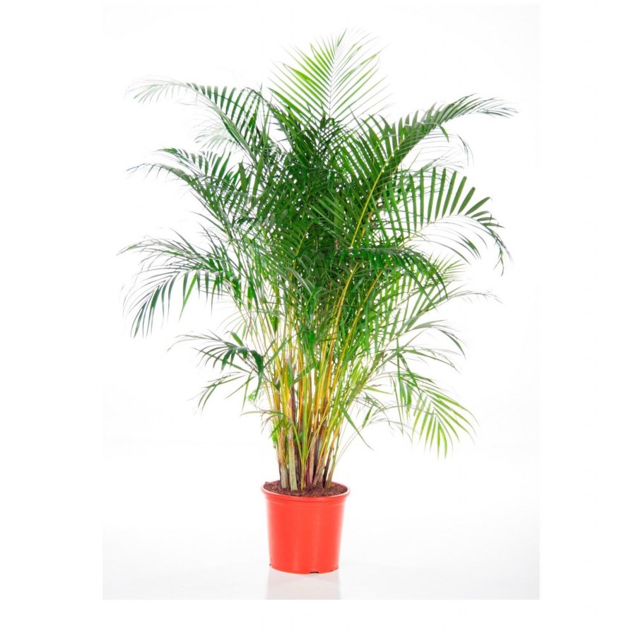 Арека хризадоликарпус