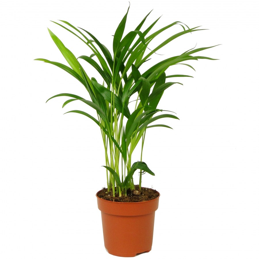 Искусственная Пальма в интерьере