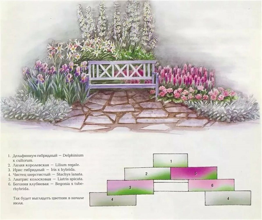 Схема посадки миксбордера из многолетников