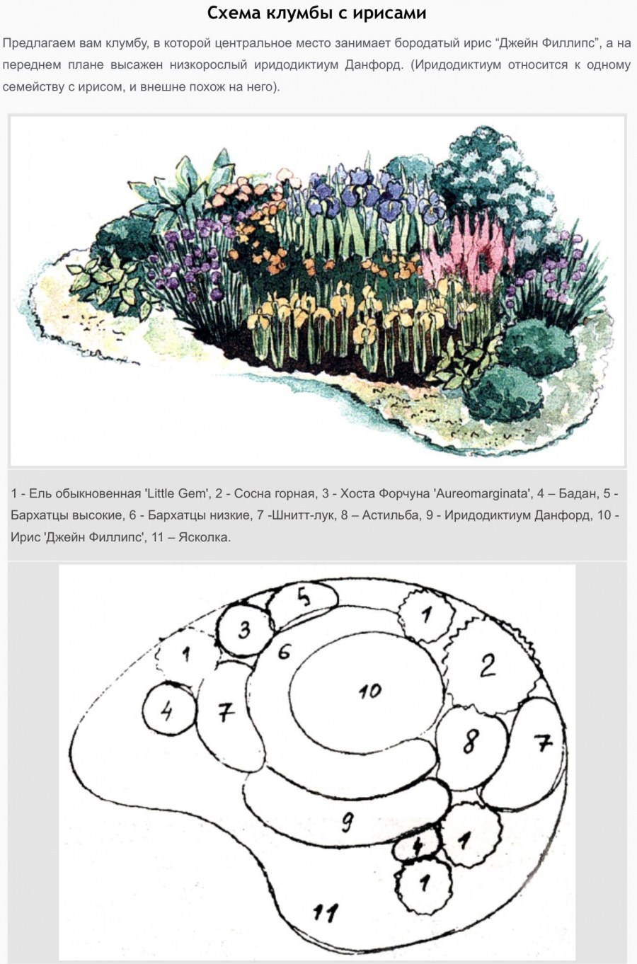 Сад непрерывного цветения многолетников схема