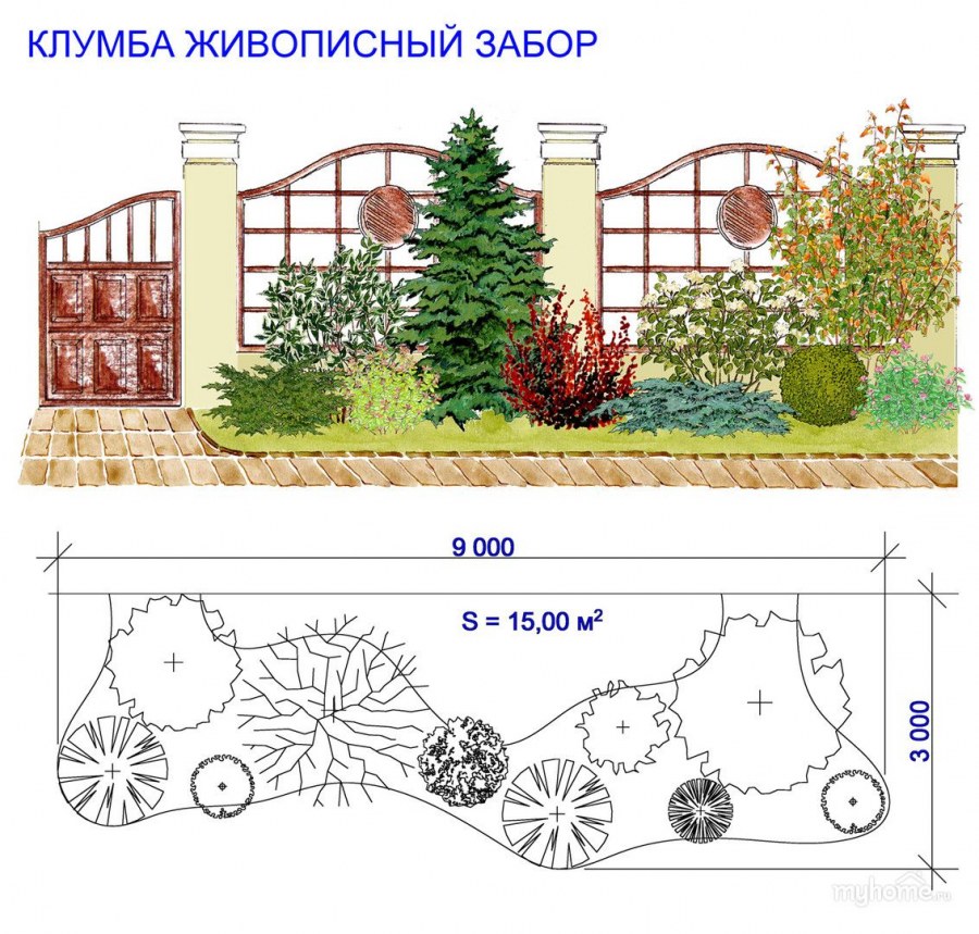 Схема миксбордера вдоль забора с хвойными растениями
