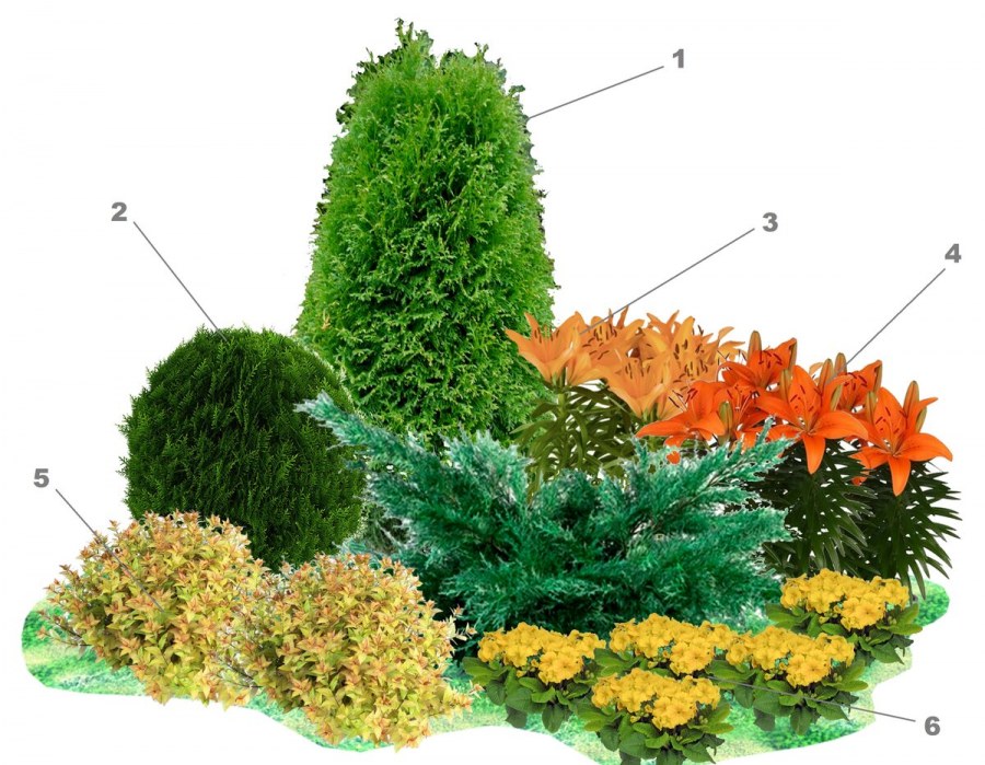 Туя Западная Грин ЭГГ