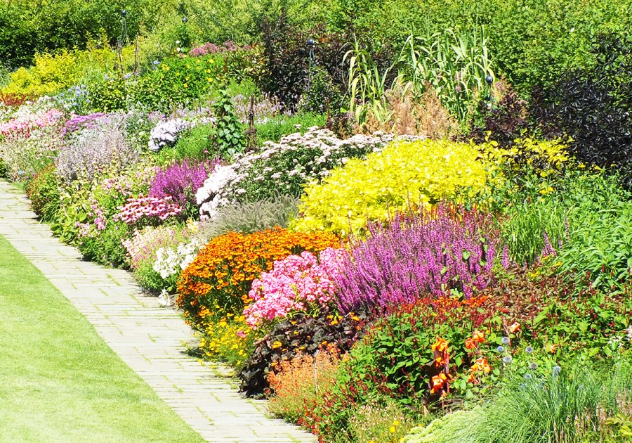 Рабатка Тунберга