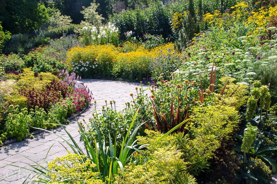 Туя Даника в миксбордере