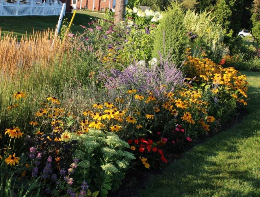 Вертикаль в миксбордере