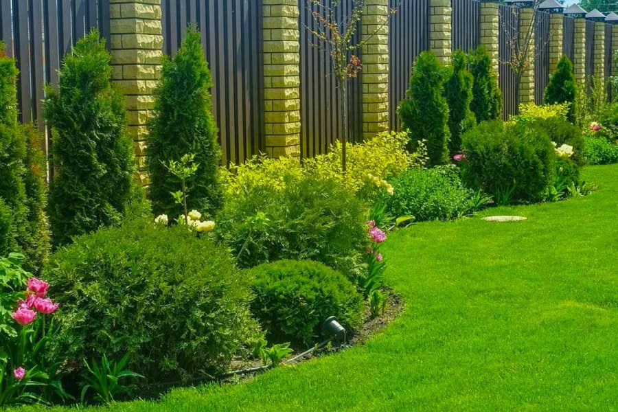 Лаванда котовник шалфей клумбы