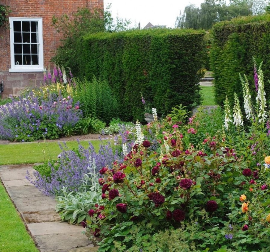 Роза Манстед Вуд в цветнике