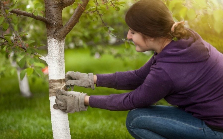 Высота грядок в огороде