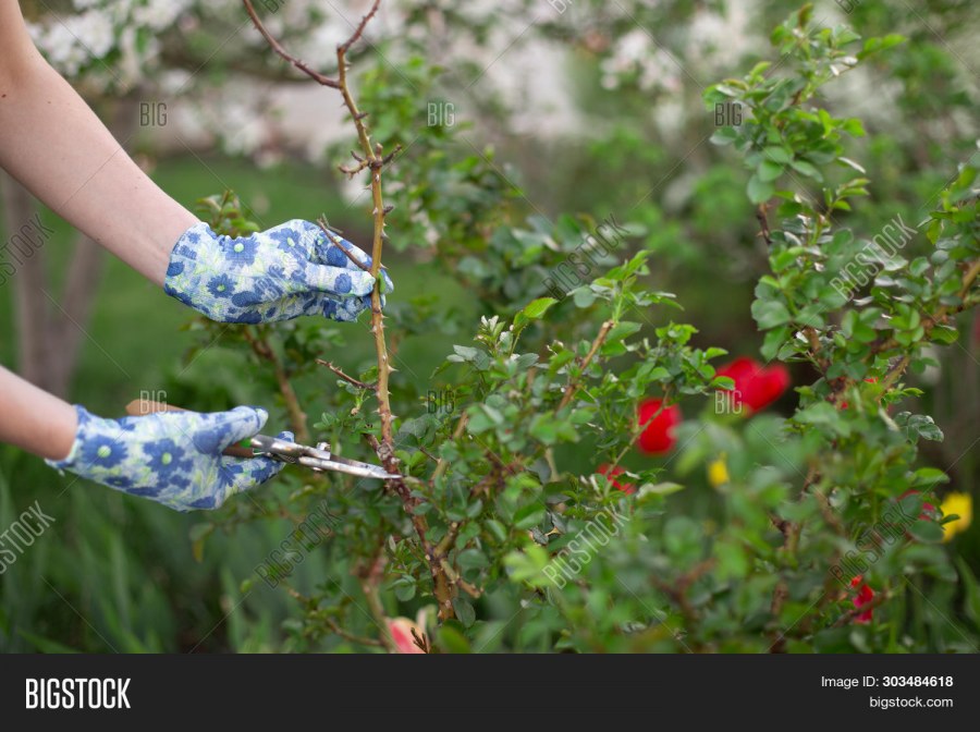 Посадка цветов