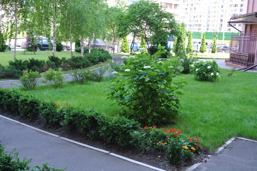 Озеленение двора многоквартирного дома