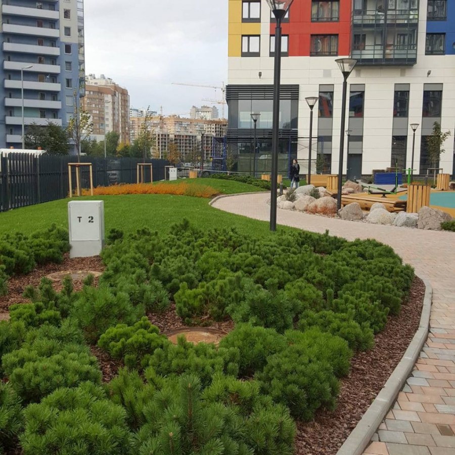 Озеленение двора