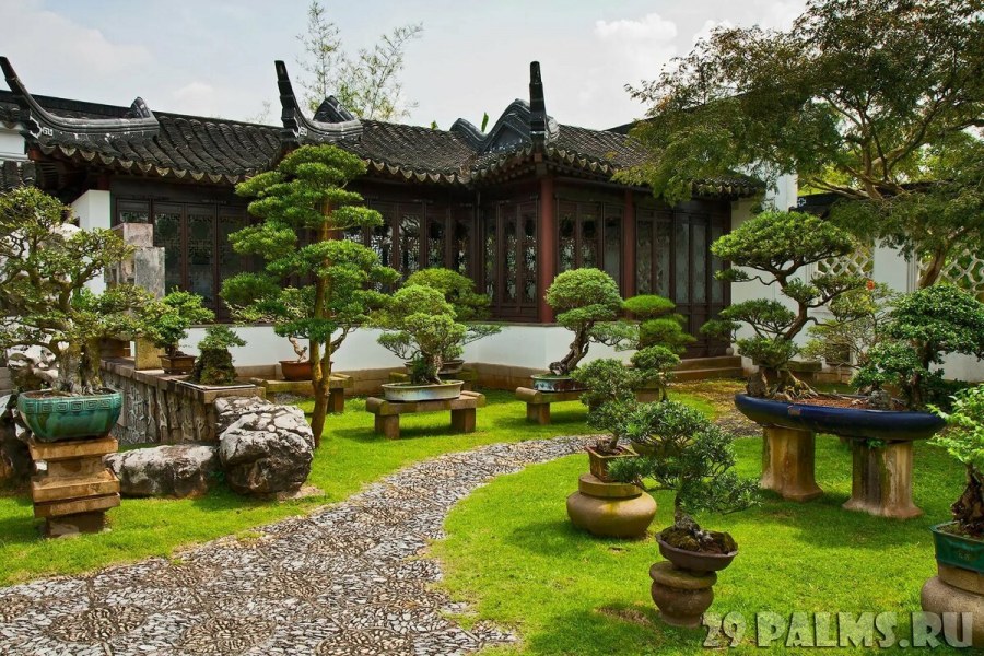 Китай сад бонсай