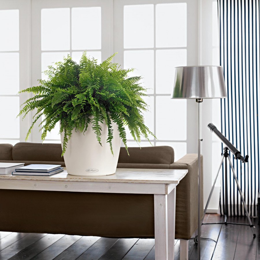 Lechuza Classico Color