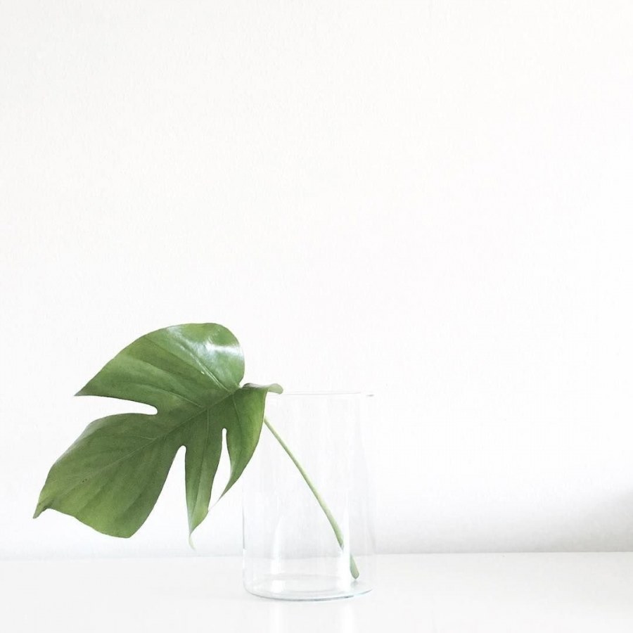 Комнатные растения Минимализм