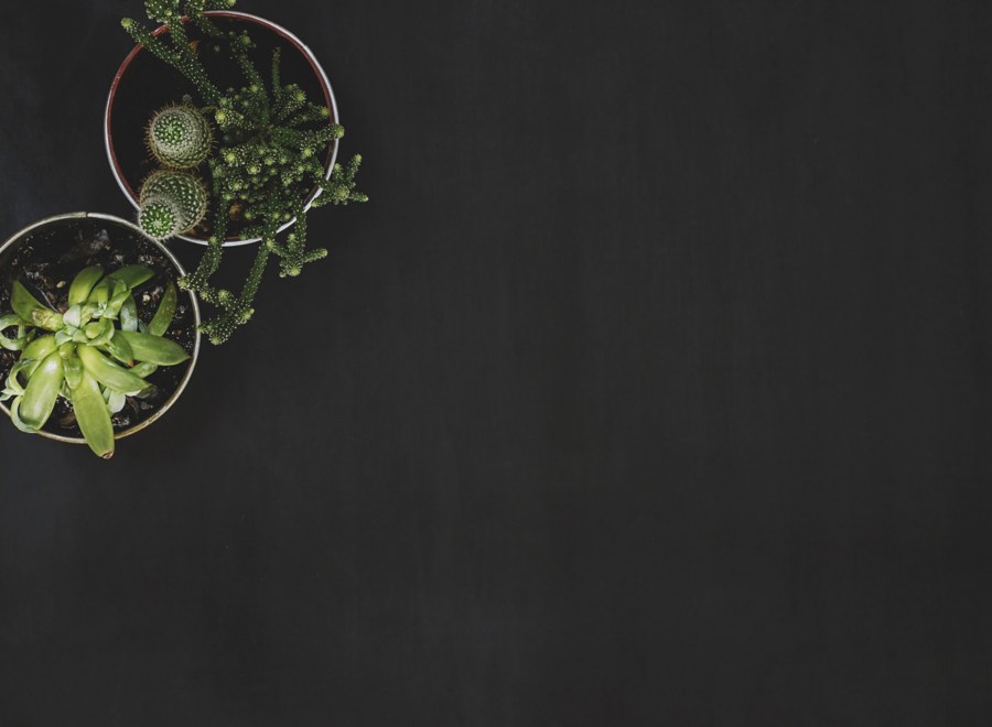 Листья Минимализм