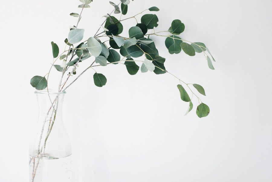 Ветка эвкалипта Эстетика