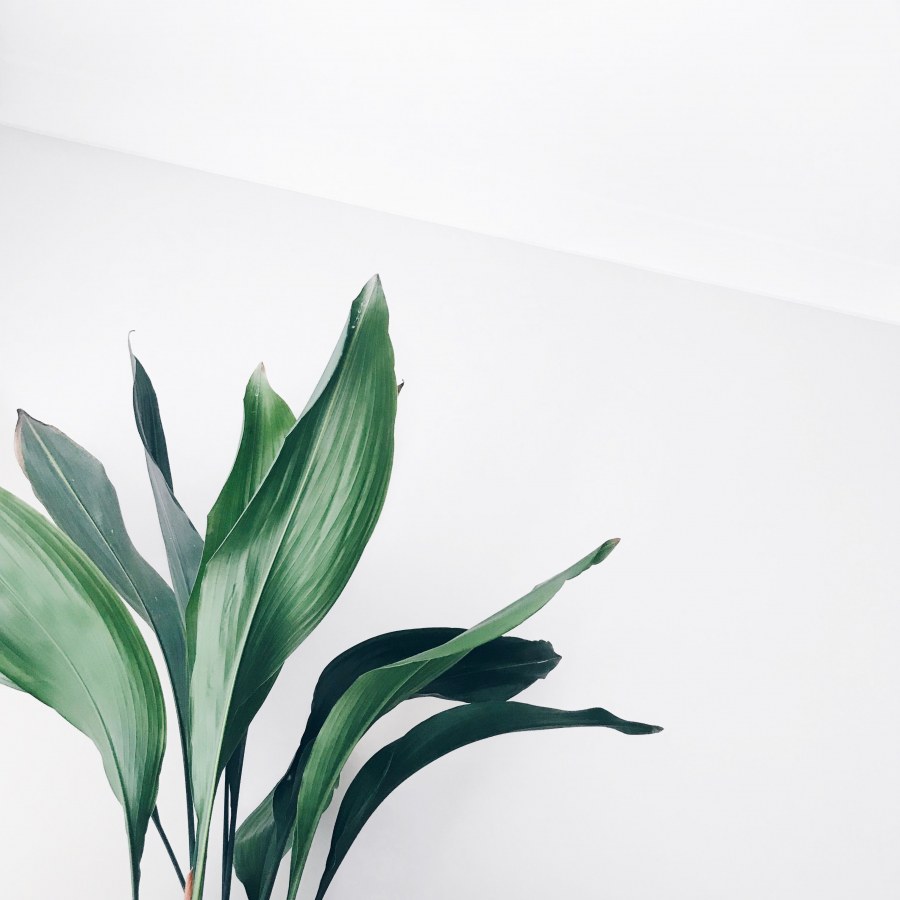 Зелень Минимализм