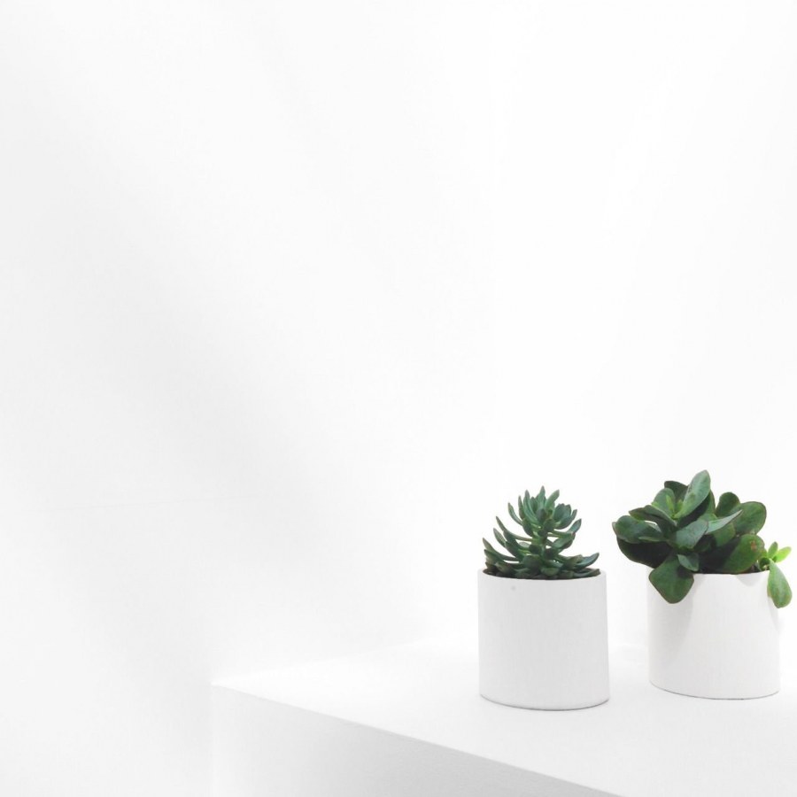Комнатные цветы Минимализм