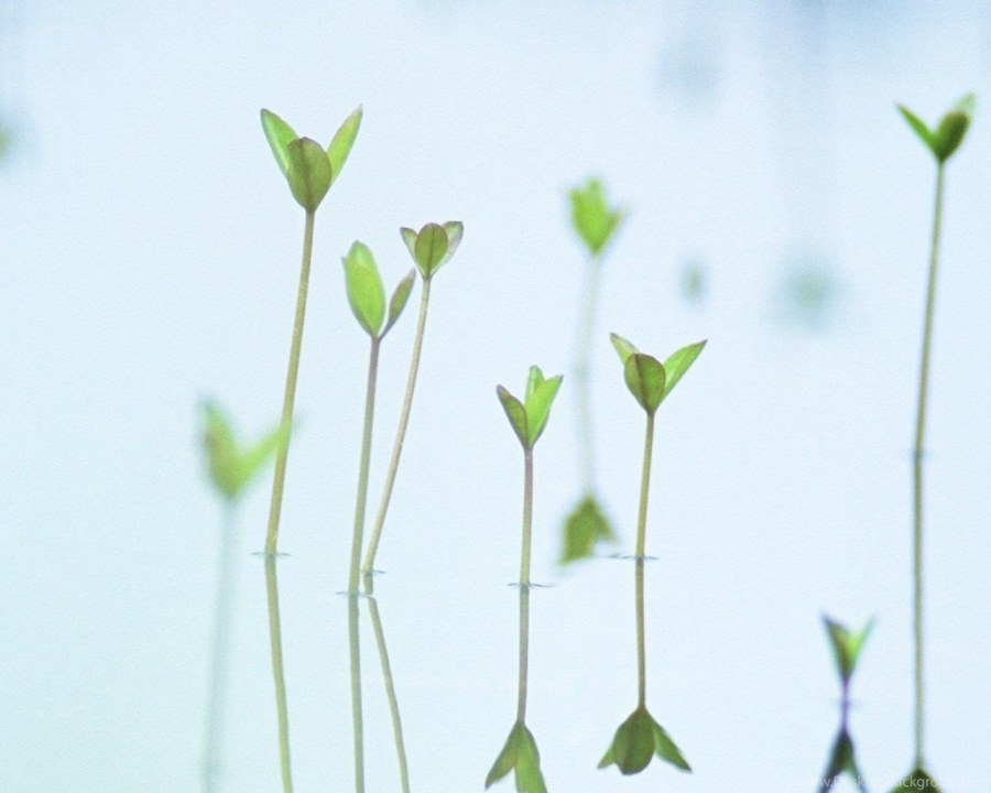 Минималистические кактусы