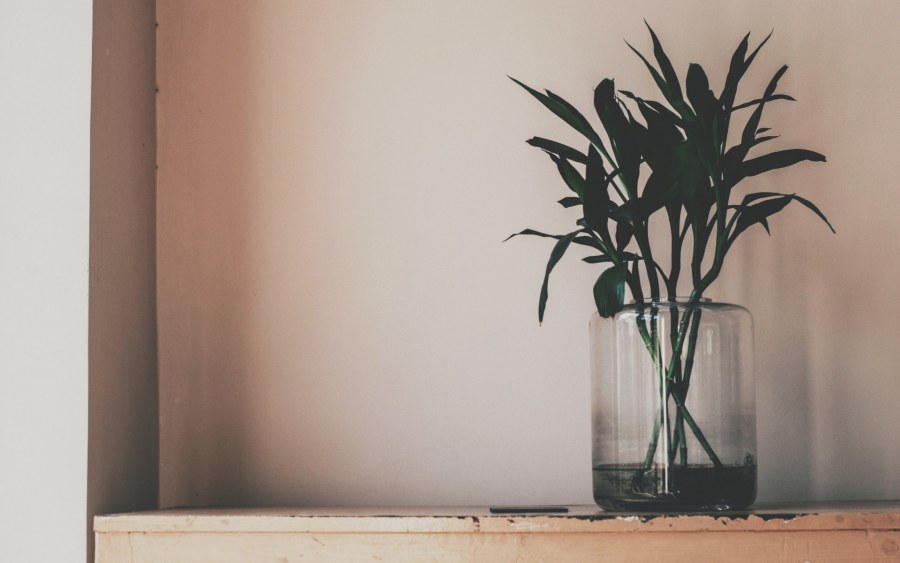 Растения Минимализм