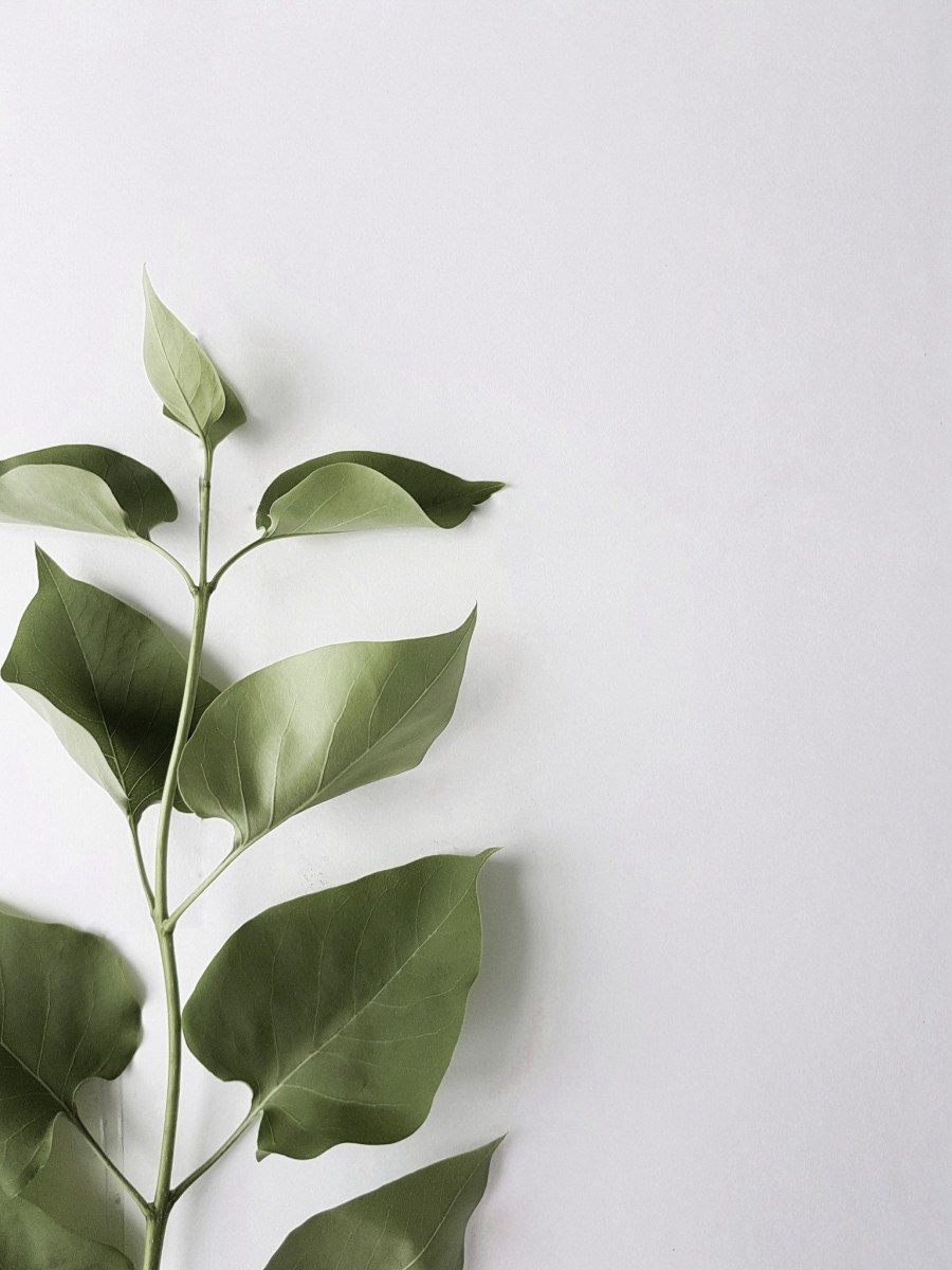 Листья Минимализм