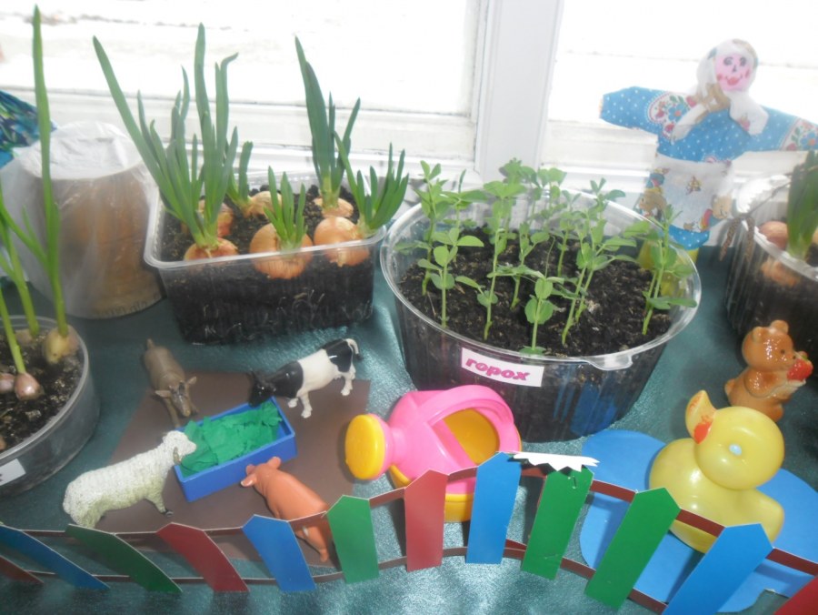 Огород на подоконнике в детском саду