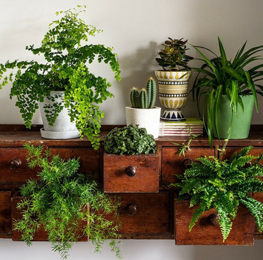 Комнатные растения