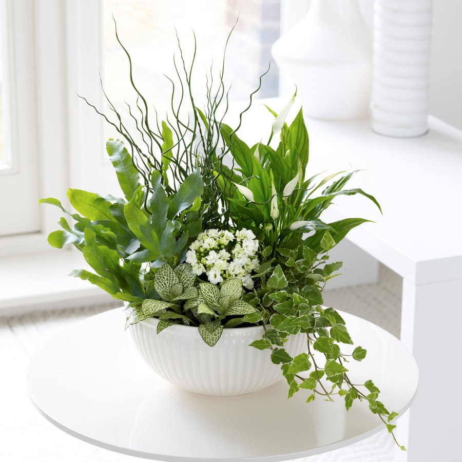 Спатифиллум Плант микс