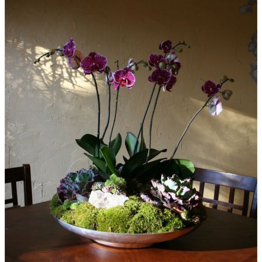 Композиции из горшечных орхидей