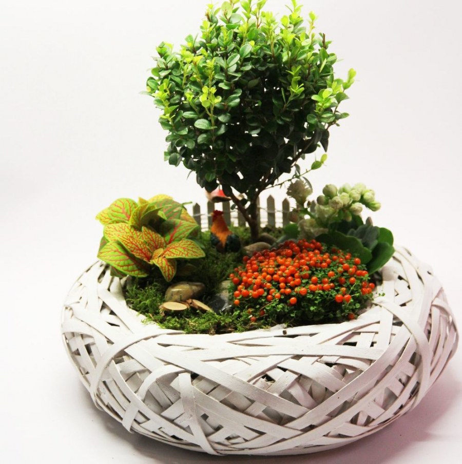 Композиция из горшечных