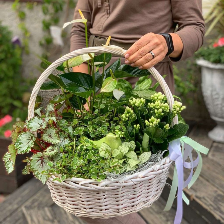 Композиции из комнатных растений