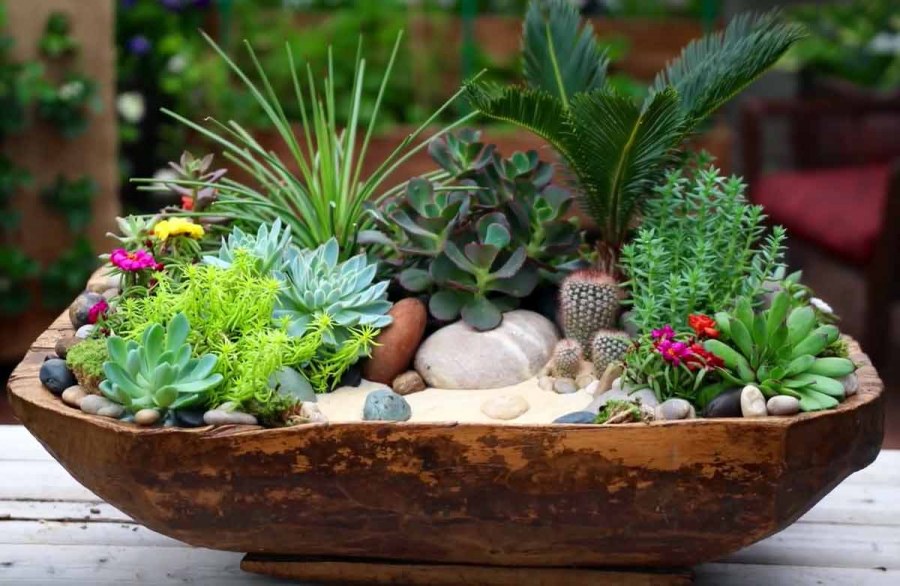 Суккуленты мини сад