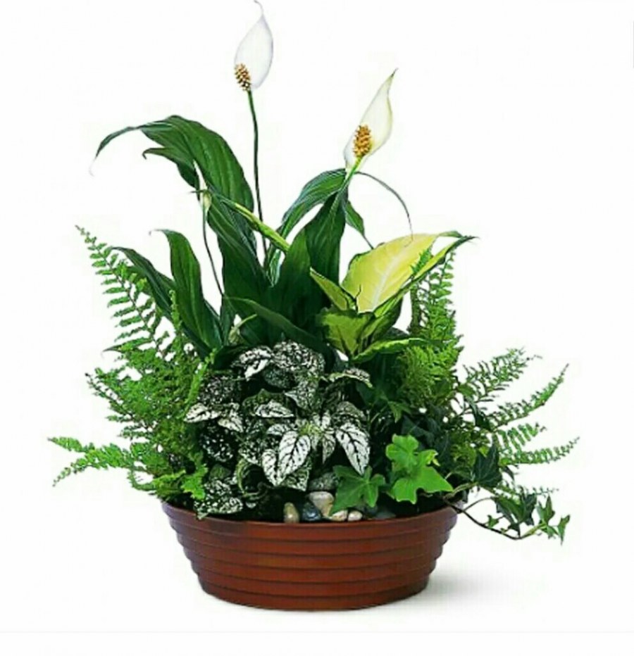 Спатифиллум Плант микс