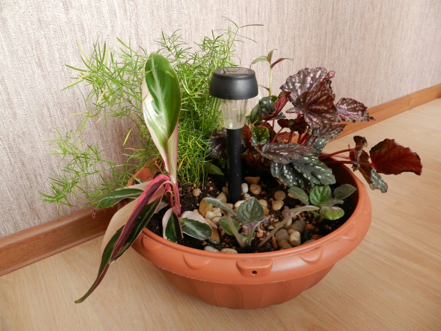 Цветочные композиции из комнатных растений