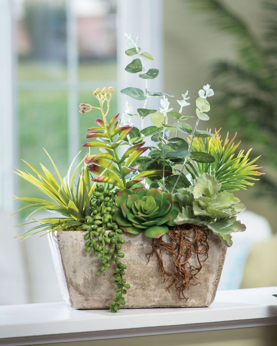 Фитодизайн Суккуленты