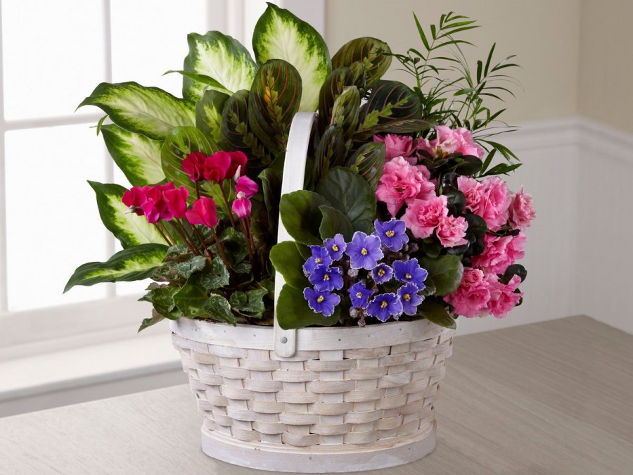 Композиции из комнатных растений