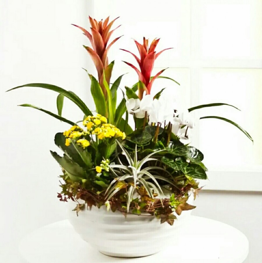 Пот-э-Флер Цветущий горшок