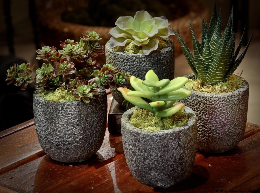 Акадама для суккулентов