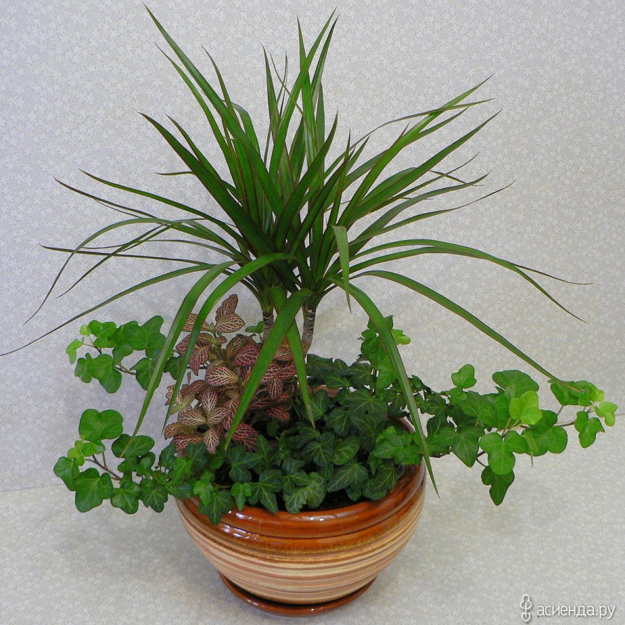 Хлорофитум герань