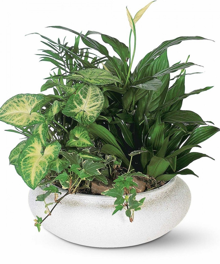 Антуриум + фиттония + Хедера;