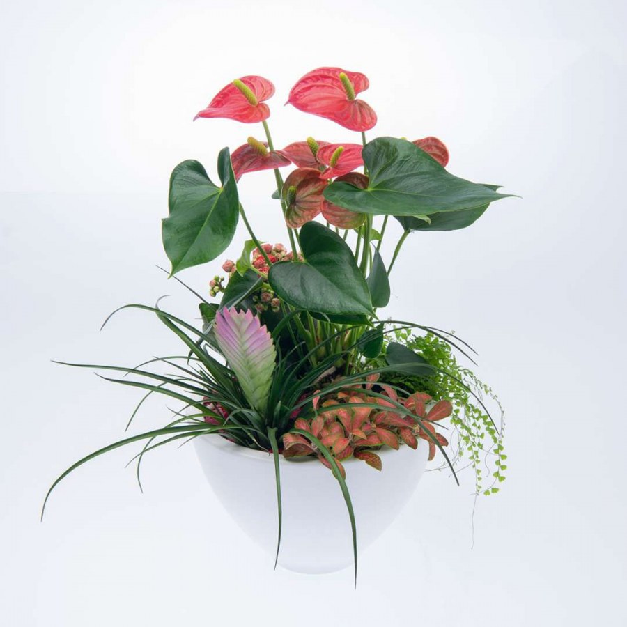 Пот-э-Флер Цветущий горшок