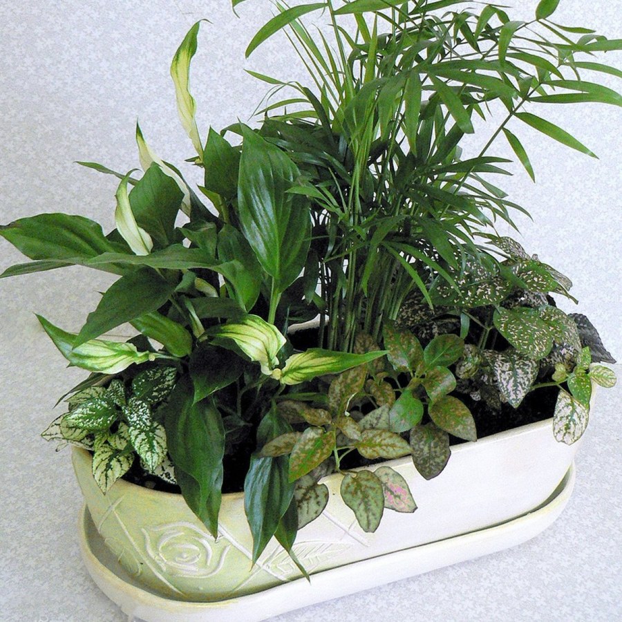 Хлорофитум папоротник горшок