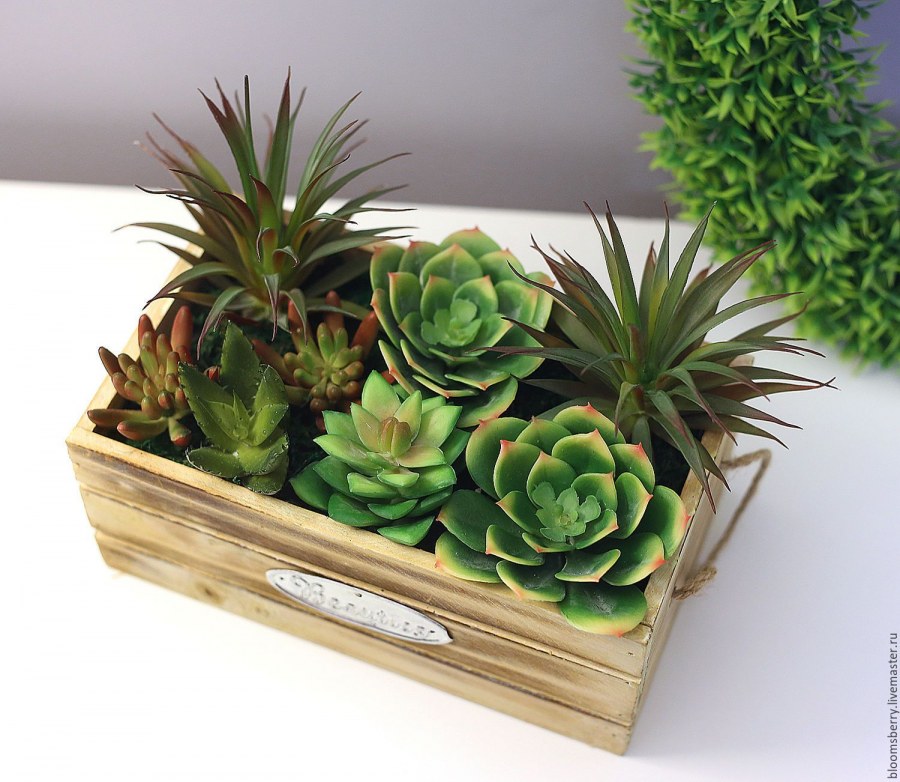 Суккулент Плант микс